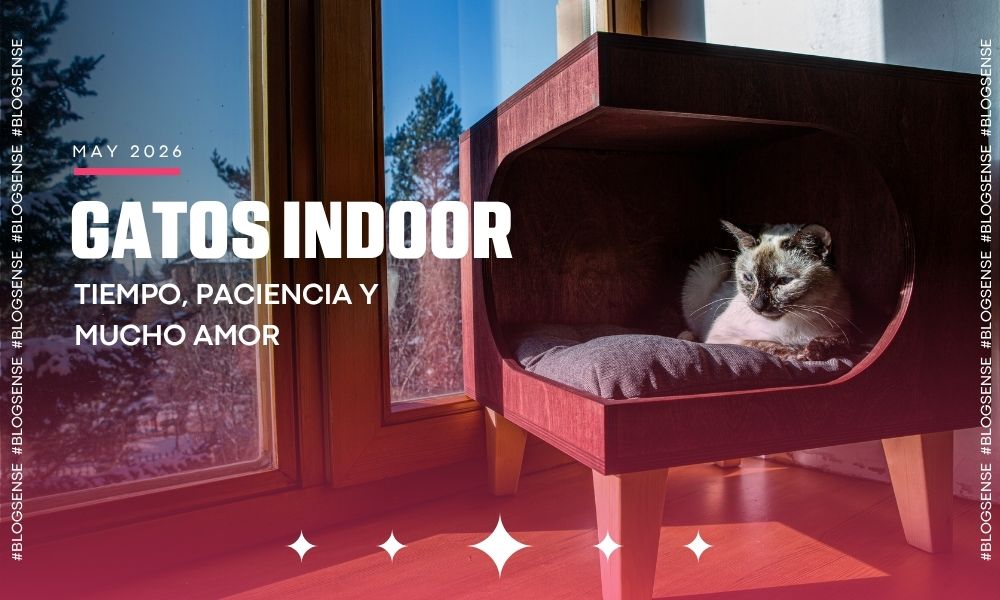 Gatos Indoor, tiempo, paciencia y mucho amor