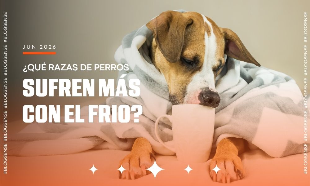 ¿Qué razas de perros sufren más con el frío?