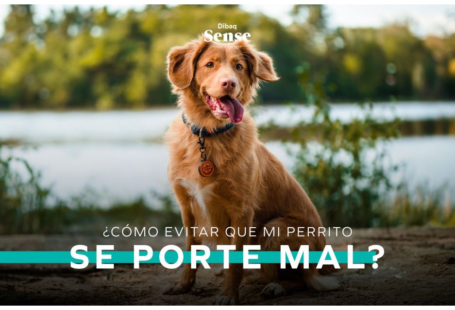 ¿Cada cuánto debemos hacerle control a nuestros gatos? 