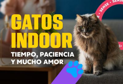 Gatos Indoor, tiempo, paciencia y mucho amor