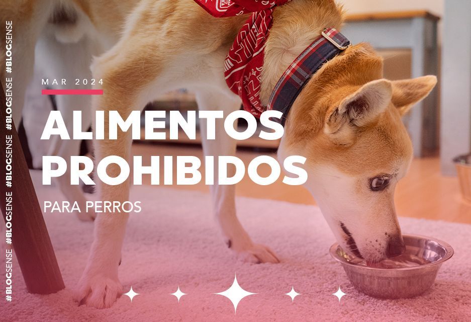 Alimentos prohibidos para perros