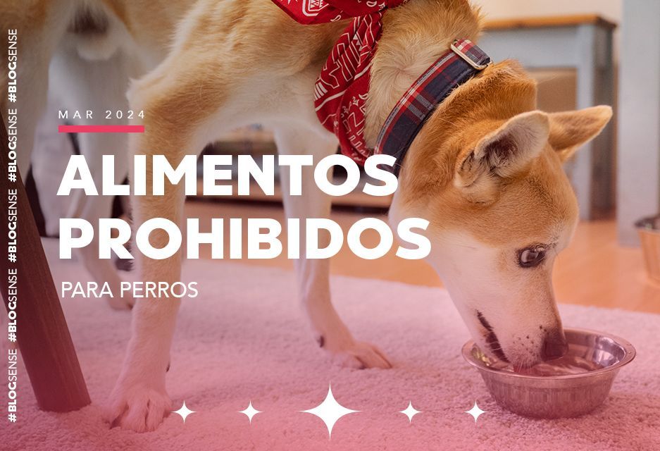 Alimentos prohibidos para perros