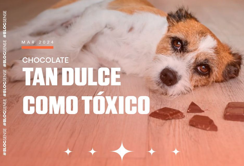 Chocolate: Tan dulce como tóxico