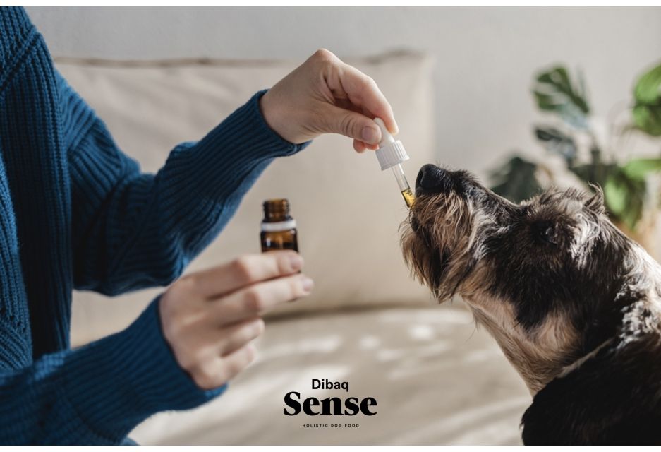 Cannabis para perros ¿de qué se trata?