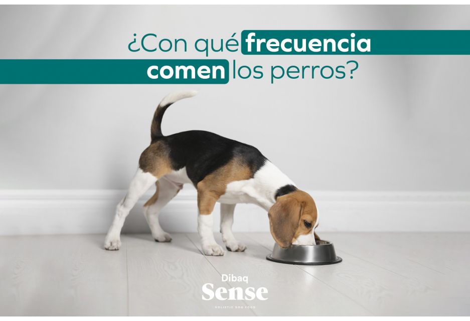 ¿Con qué frecuencia comen los perros?