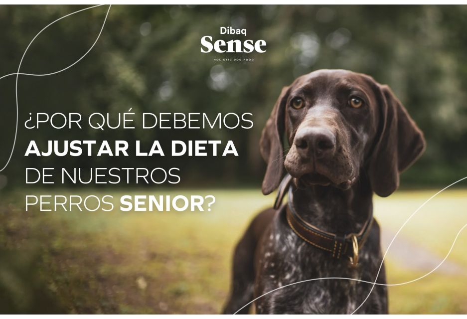¿Por qué debemos ajustar la dieta de nuestros perros senior?