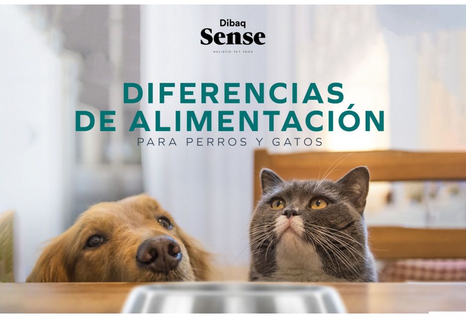 ¿Cuál es la diferencia de la alimentación para perros y gatos?