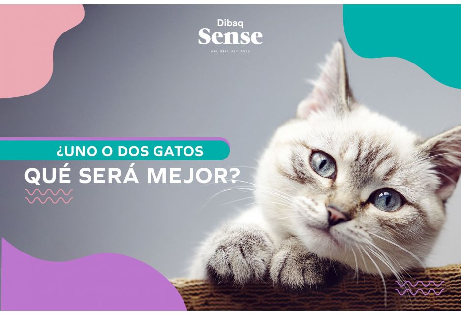 ¿Uno o dos gatos, qué será mejor? 