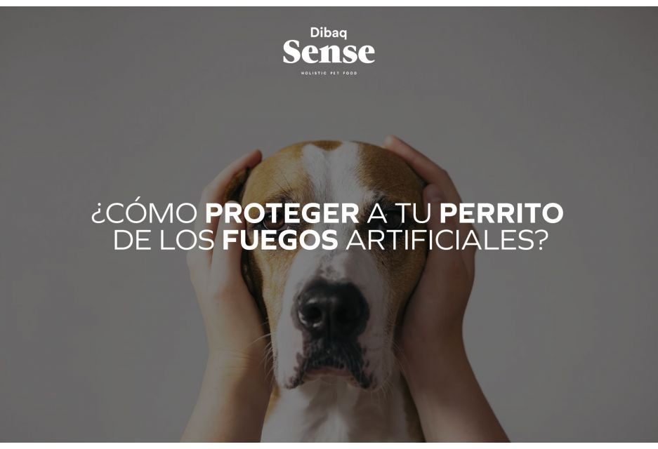 ¿Cómo proteger a tu perrito de fuegos artificiales?