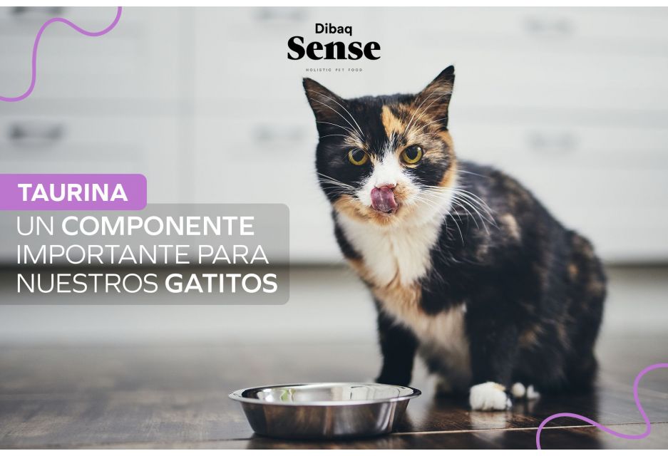 Taurina: Un componente importante para nuestros gatitos