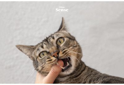 ¿Cómo cuidar los dientes de nuestros gatos?